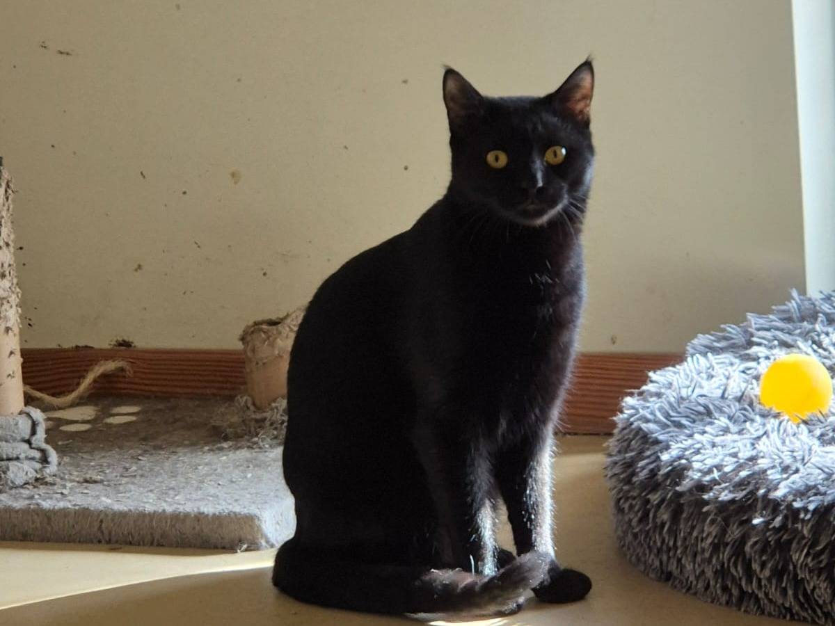 Vuoi adottare un gatto a Bari?