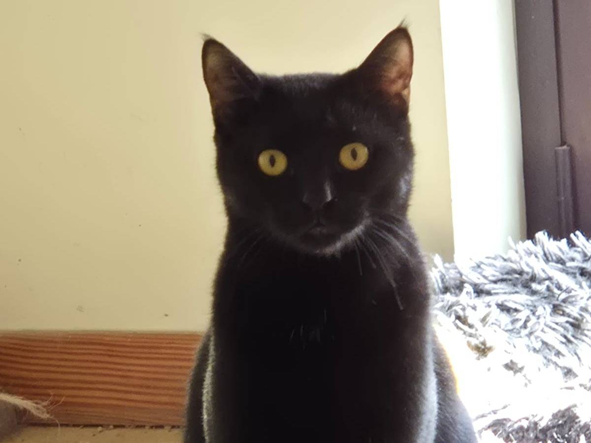 Adotta il gatto Leo a Bari