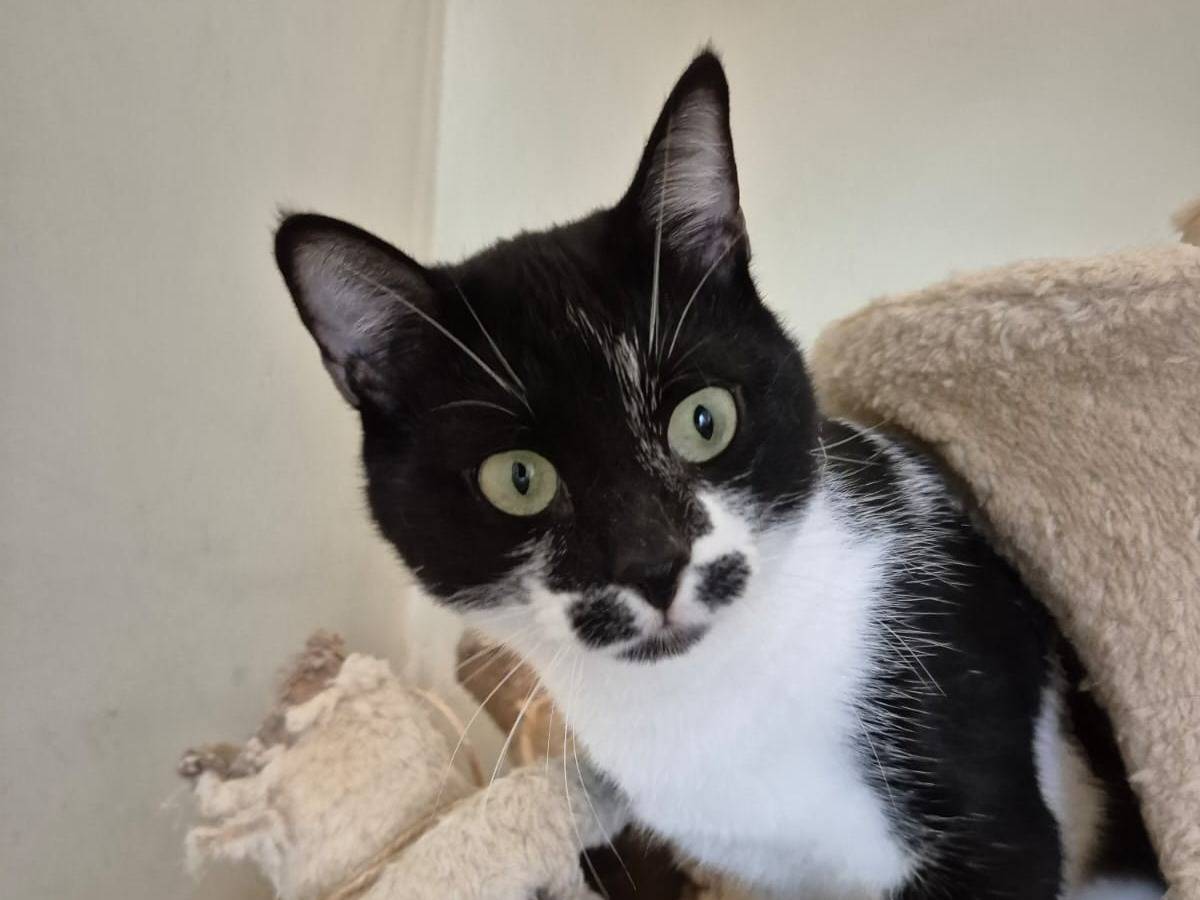 Vuoi adottare un gatto a Bari?