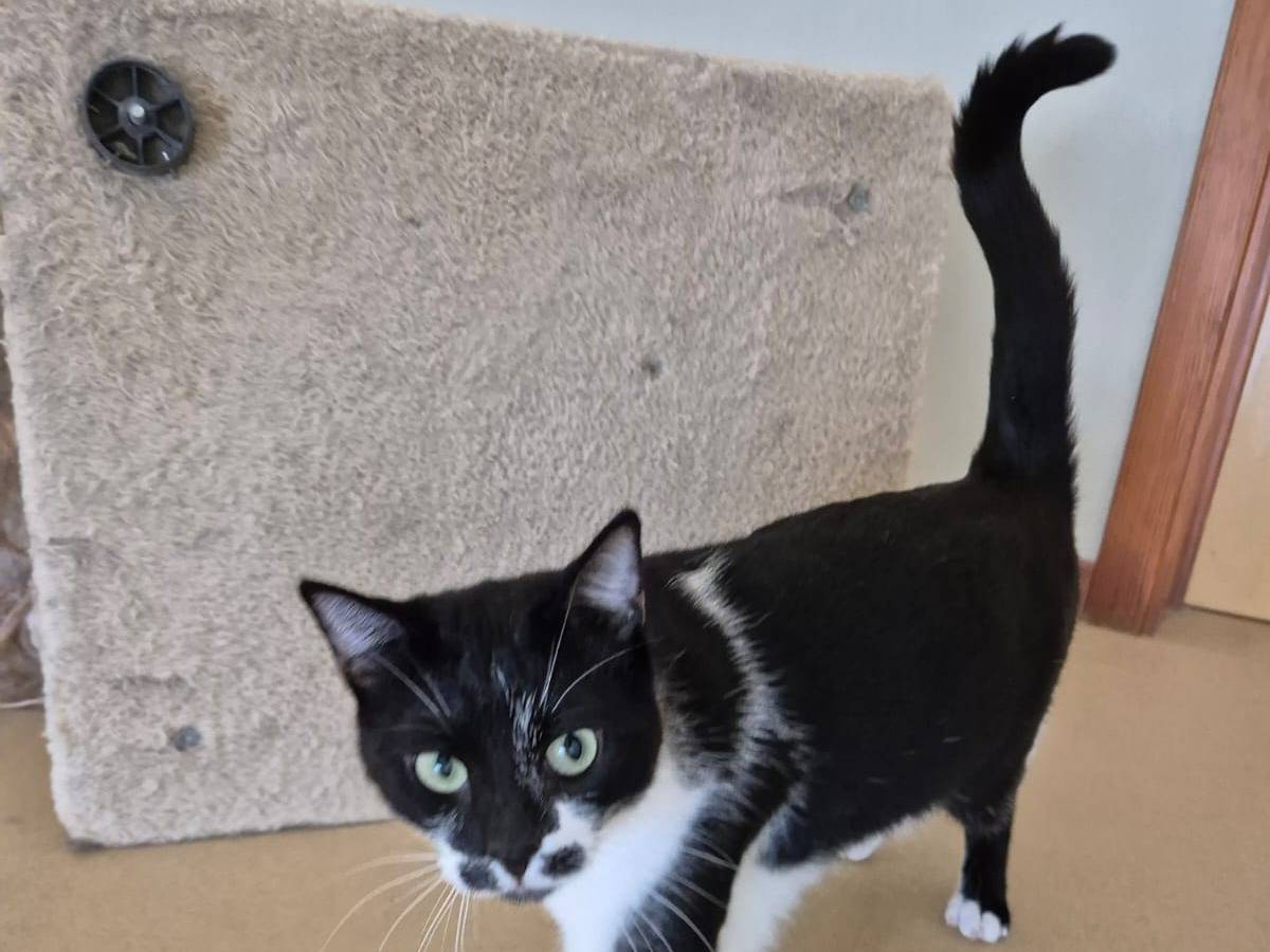 Adotta il gatto Spyro a Bari