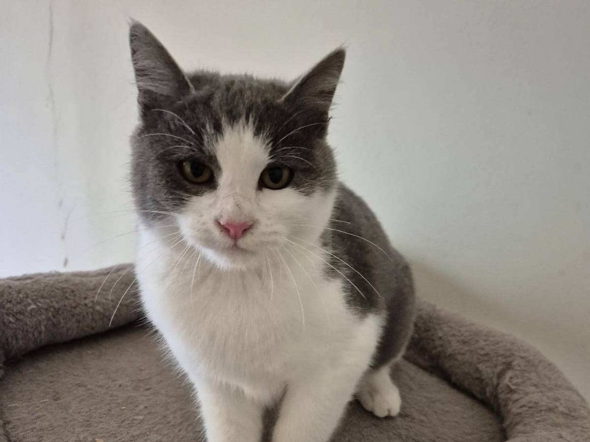 Adozione gatto, femmina, Razza sconosciuta Razza sconosciuta, 3 mesi, taglia non valida, Bari