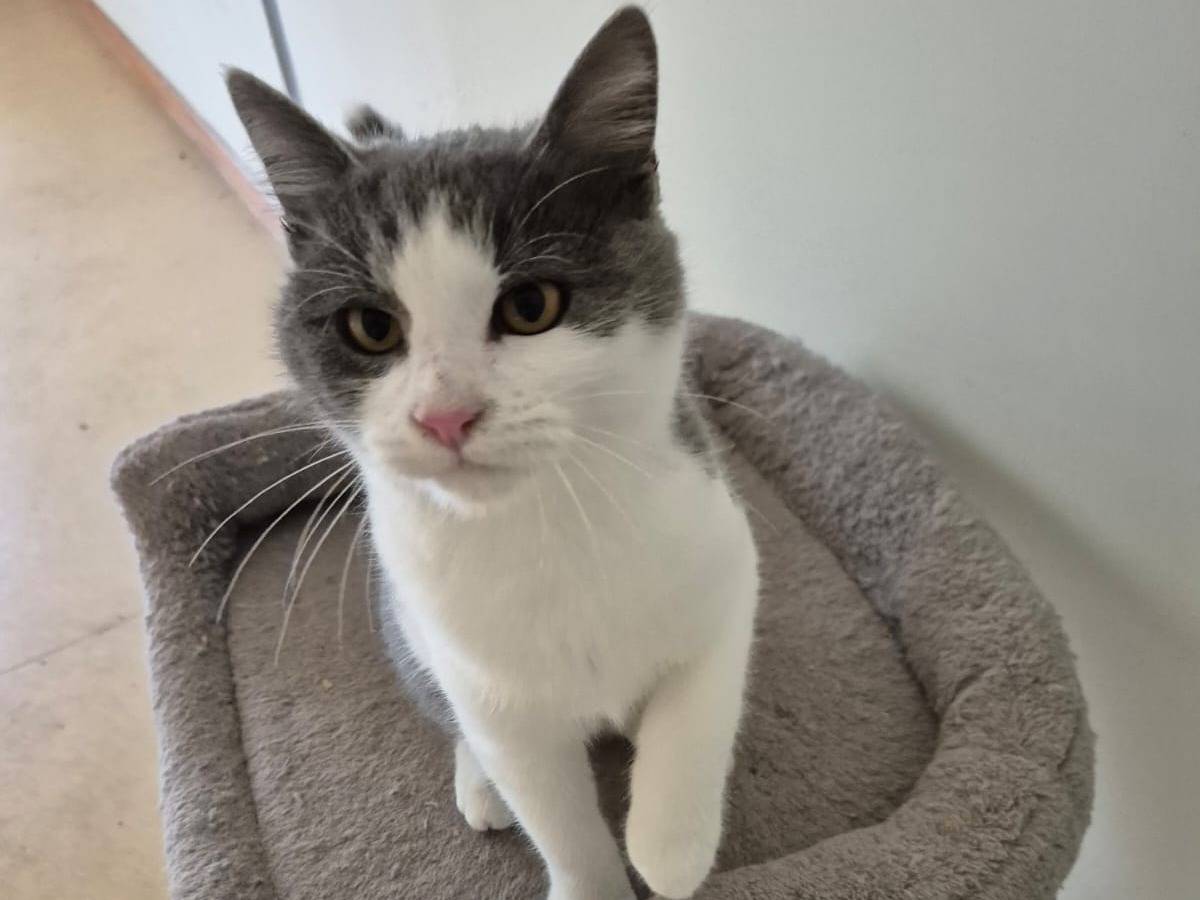 Adotta un gatto, femmina, 3 mesi, Bari