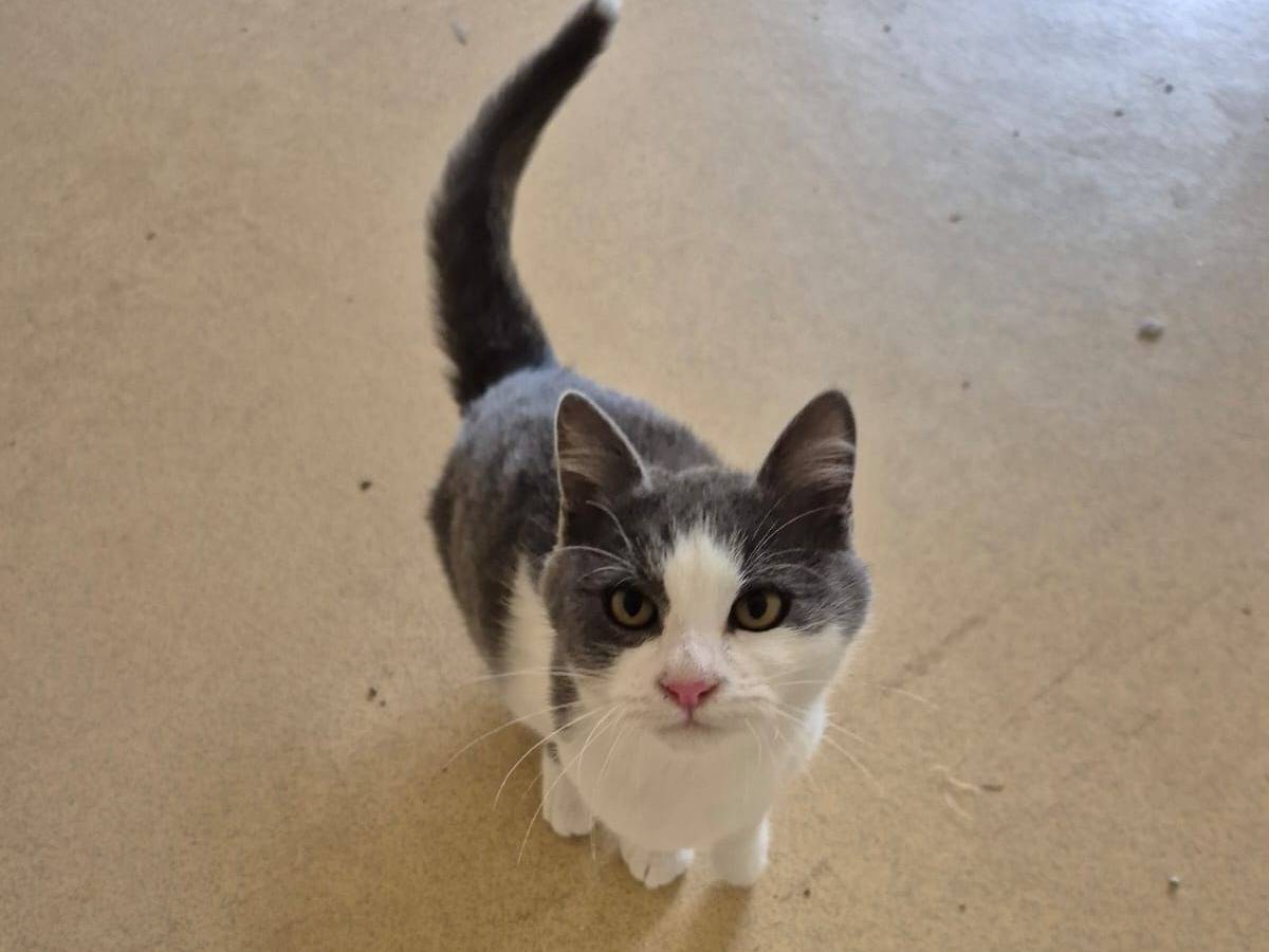 Adotta un gatto, taglia non valida, femmina, Bari