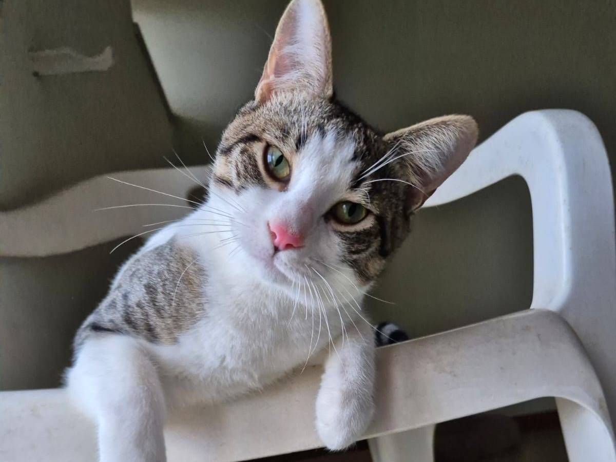 Vuoi adottare un gatto a Bari?