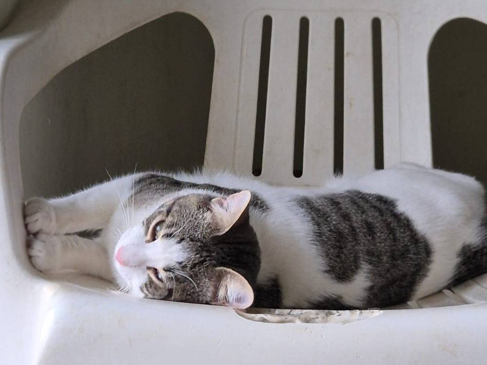 Adotta il gatto Oscar a Bari