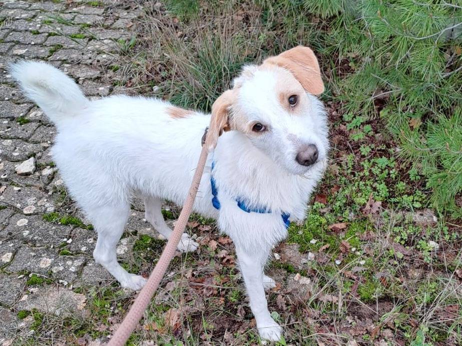 Adozione cane, maschio, Spinone Razza sconosciuta, 9 mesi, taglia media, Bari