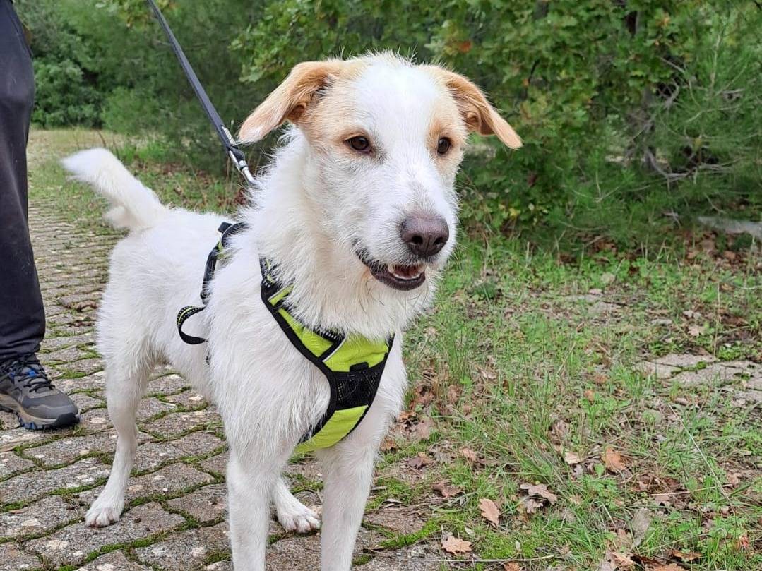 Adotta un cane, maschio, 9 mesi, Bari