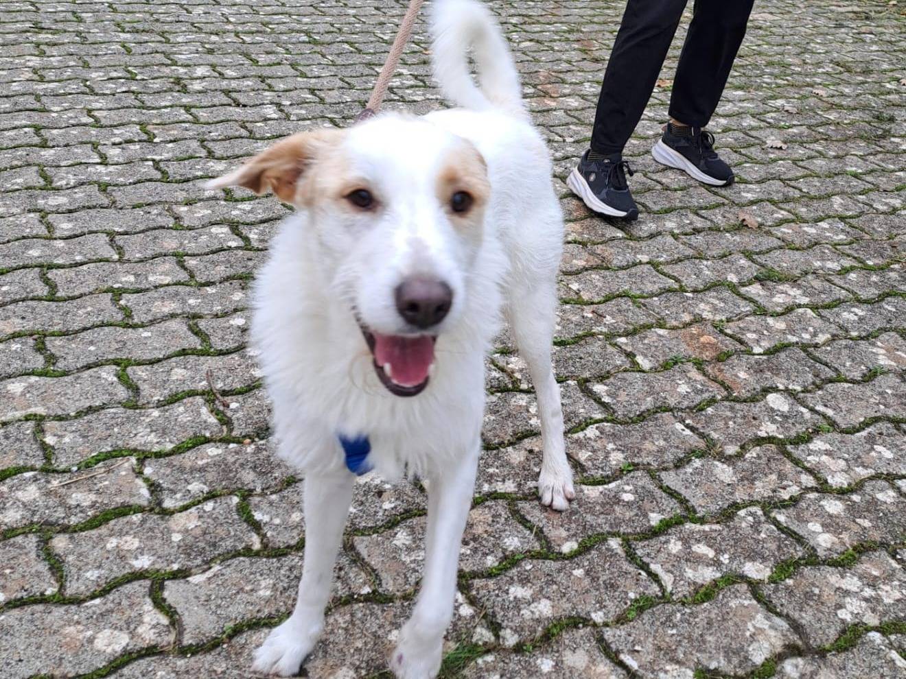 Adotta un cane, taglia media, maschio, Bari
