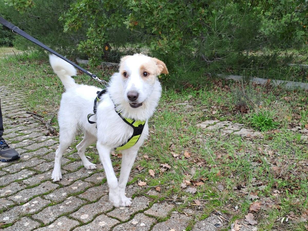 Vuoi adottare un cane a Bari?