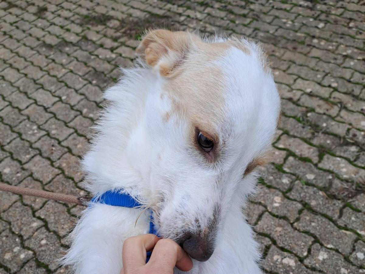 Adotta il cane Gino a Bari