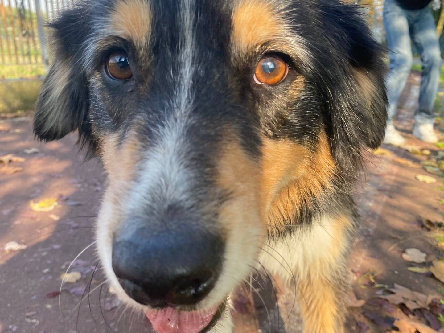 Adozione cane, maschio, Pastore australiano Razza sconosciuta, 5 anni e 8 mesi, taglia media, Milano