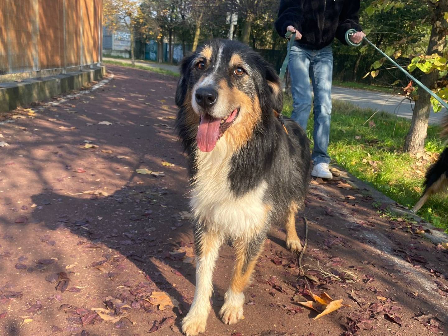 Adotta un cane, taglia media, maschio, Milano
