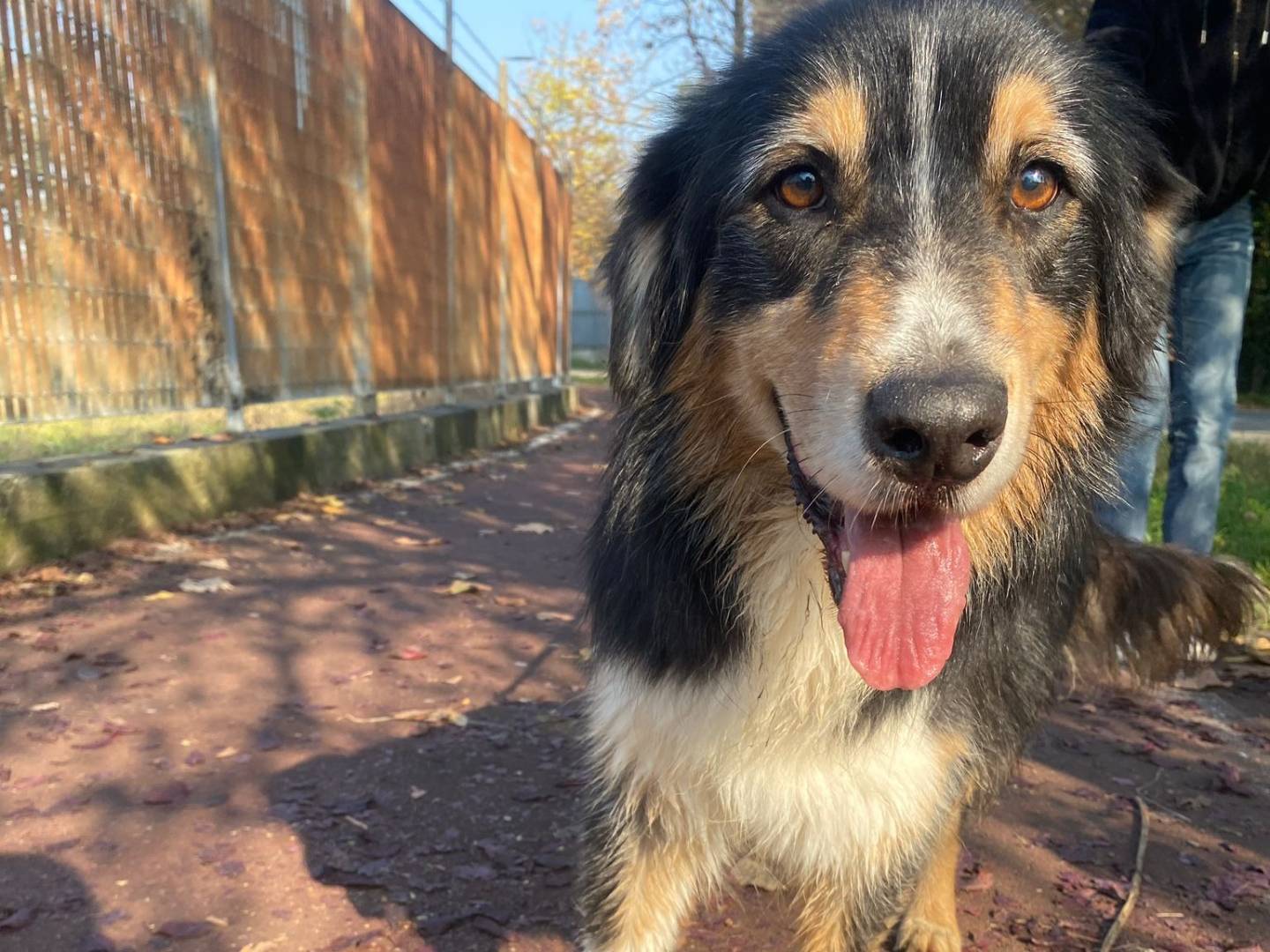 Vuoi adottare un cane a Milano?