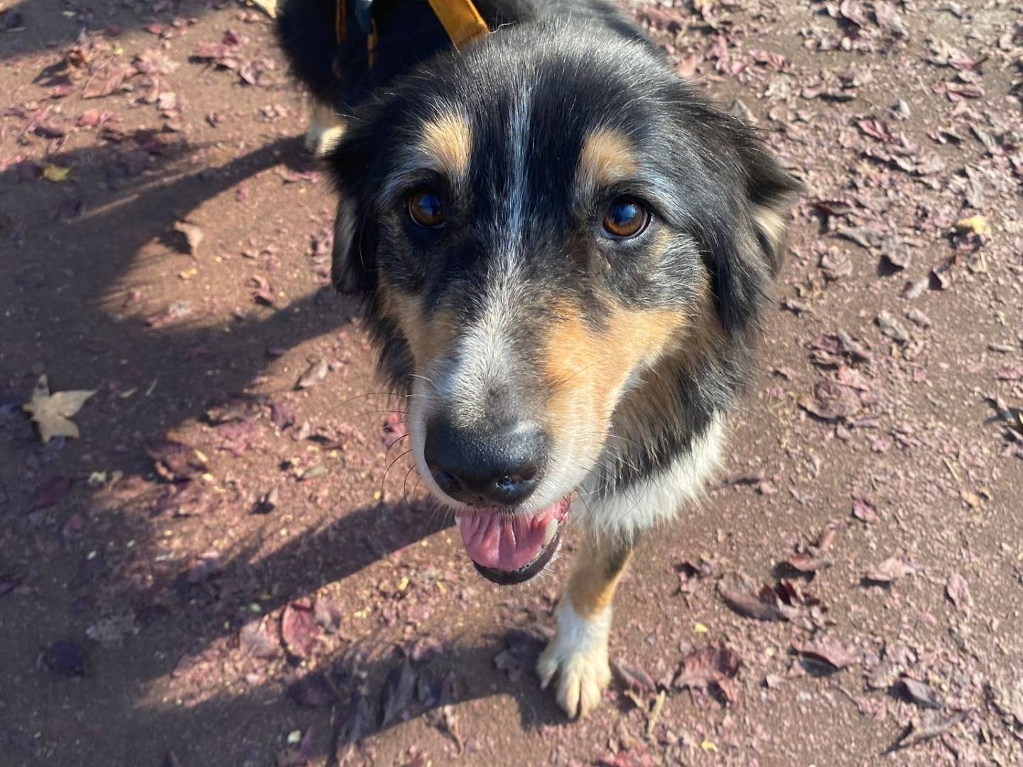 Adotta il cane Fletcher a Milano