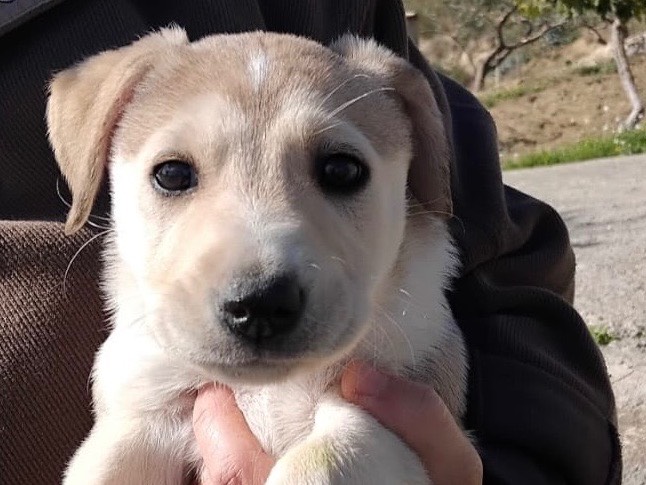 Adozione cane, femmina, Beagle  Razza sconosciuta, 2 mesi, taglia media, Enna