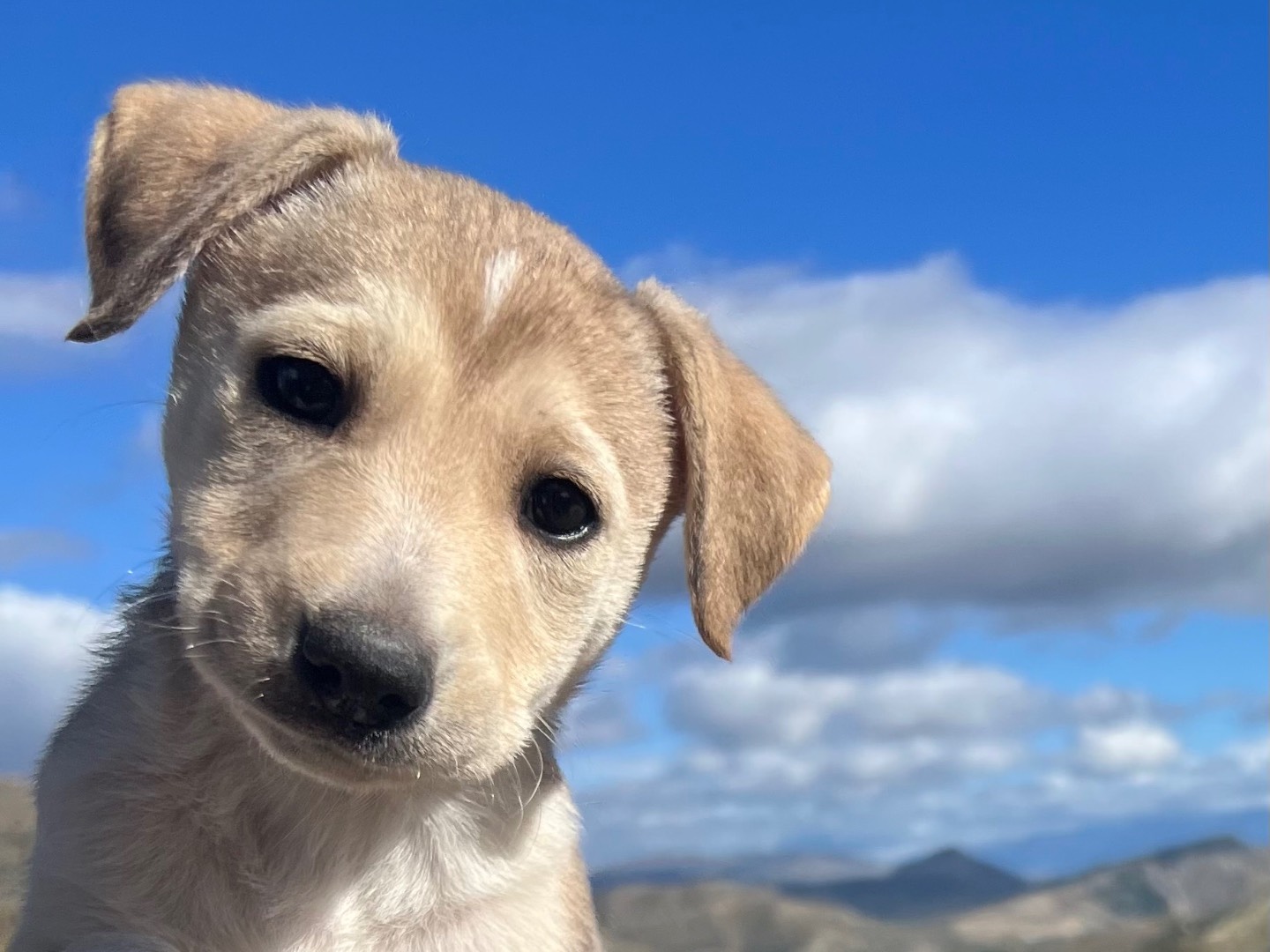 Adotta un cane, femmina, 2 mesi, Enna