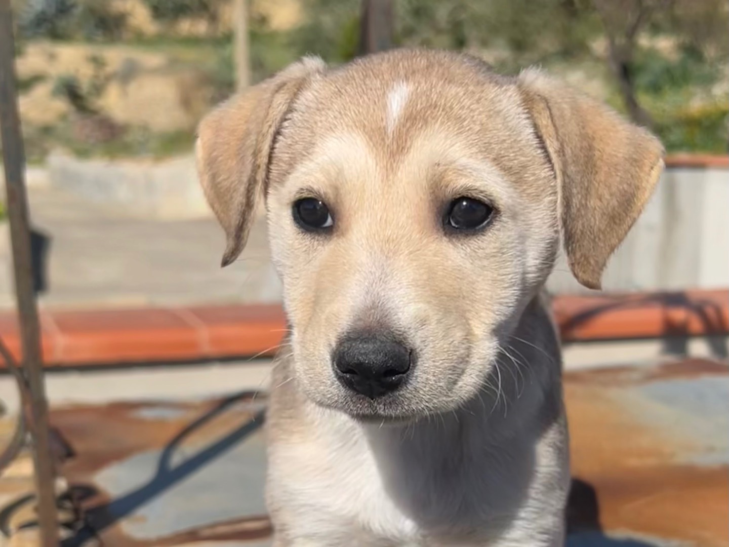Adotta un cane, taglia media, femmina, Enna