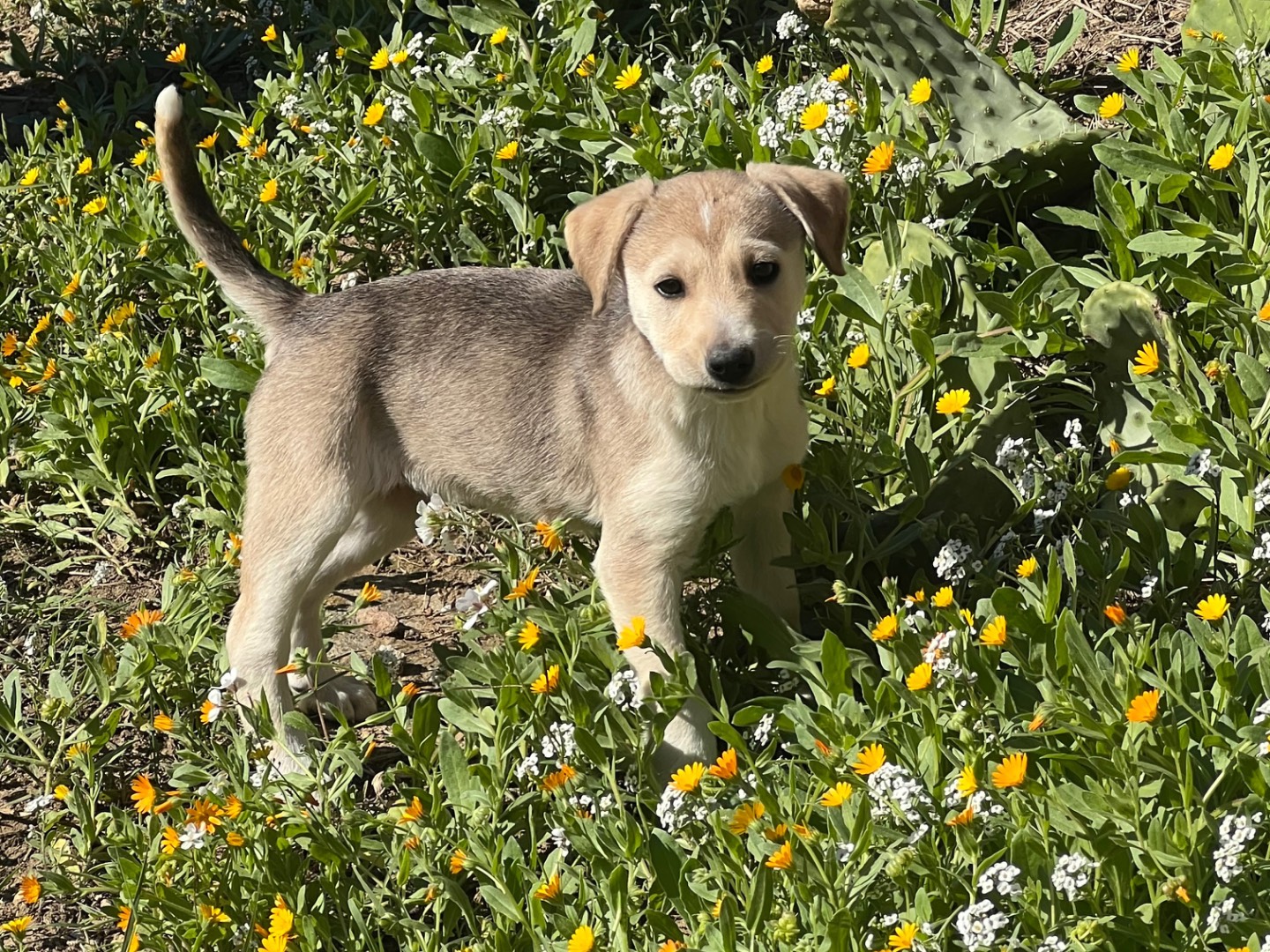 Vuoi adottare un cane a Enna?