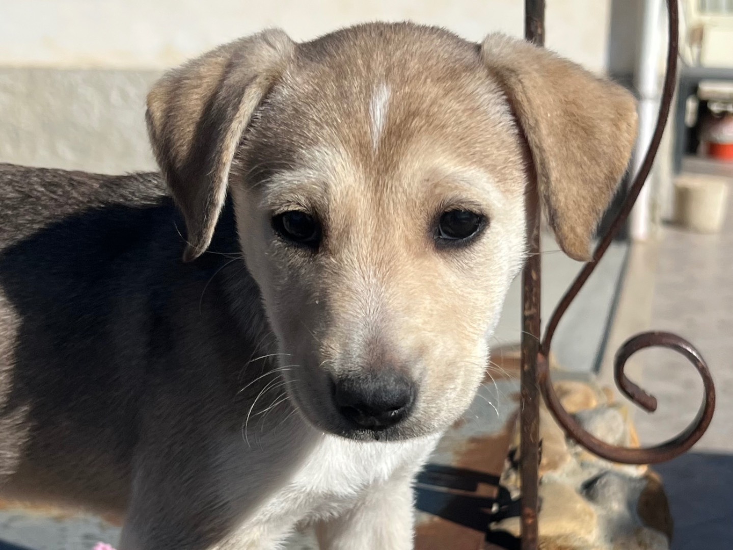 Adotta il cane Stellina a Enna