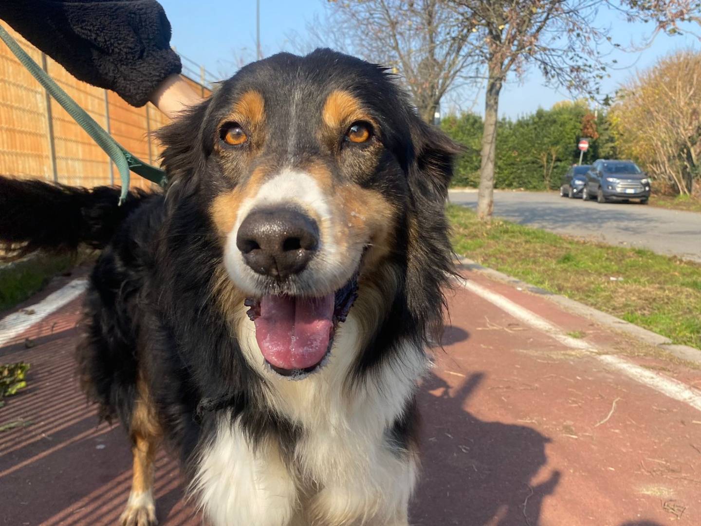 Adozione cane, maschio, Pastore australiano Razza sconosciuta, 7 anni e 6 mesi, taglia media, Milano