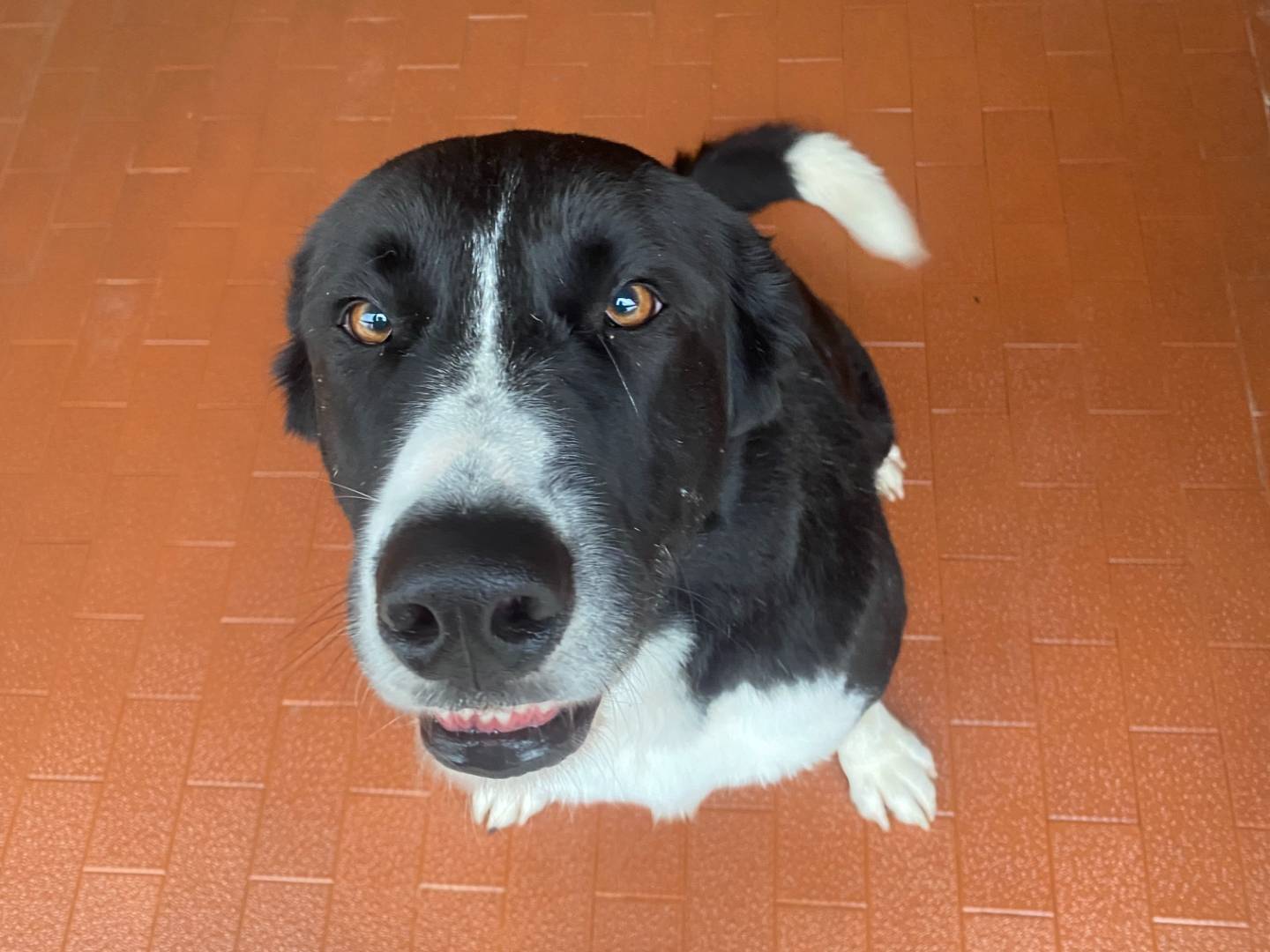 Adozione cane, maschio, Border Collie Razza sconosciuta, 3 anni, taglia media, Milano