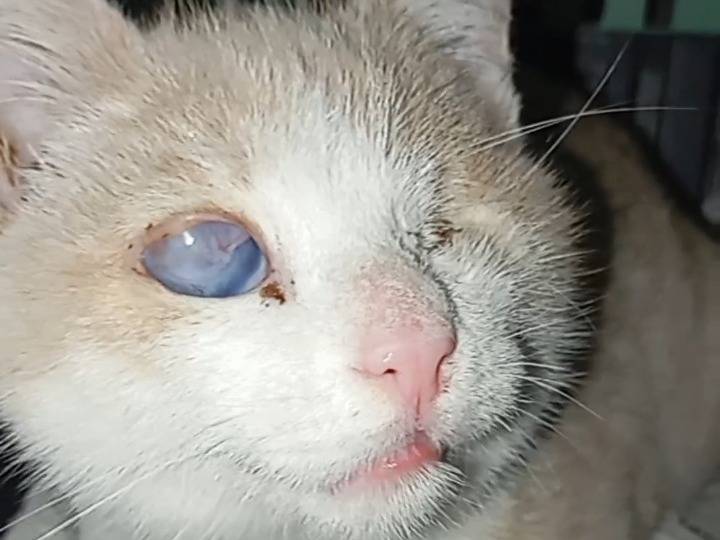 Adozione gatto, maschio, Razza sconosciuta Razza sconosciuta, 3 mesi, taglia non valida, Latina