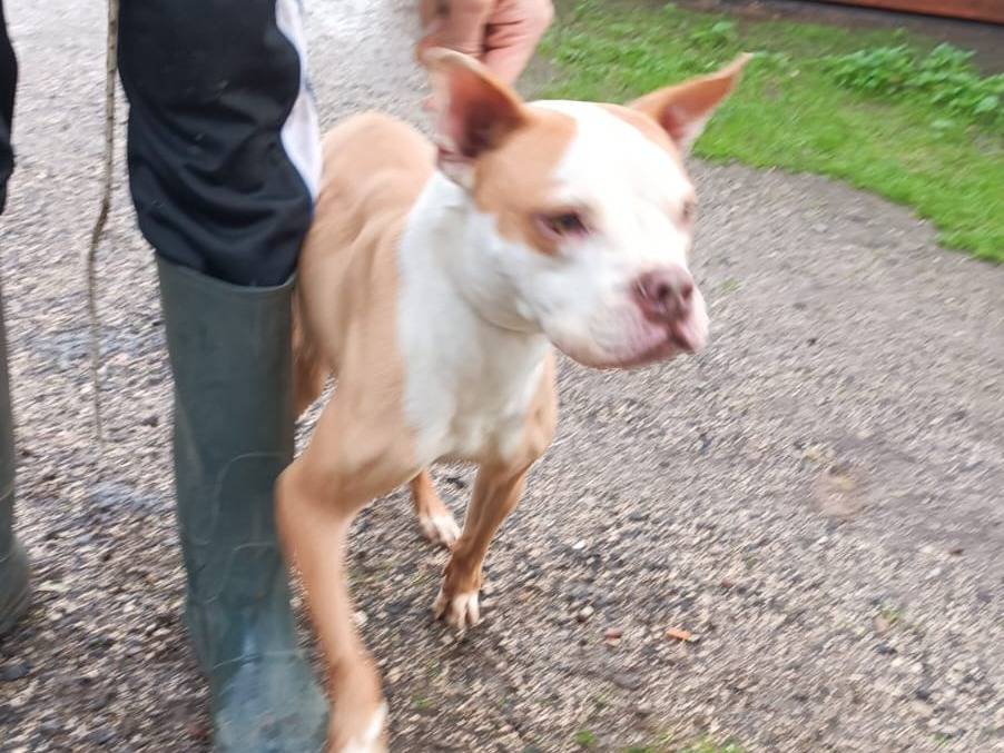 Adotta un cane, femmina, 9 anni e 11 mesi, Caserta