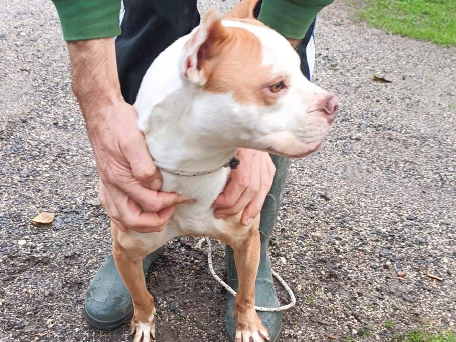 Adotta un cane, taglia media contenuta, femmina, Caserta