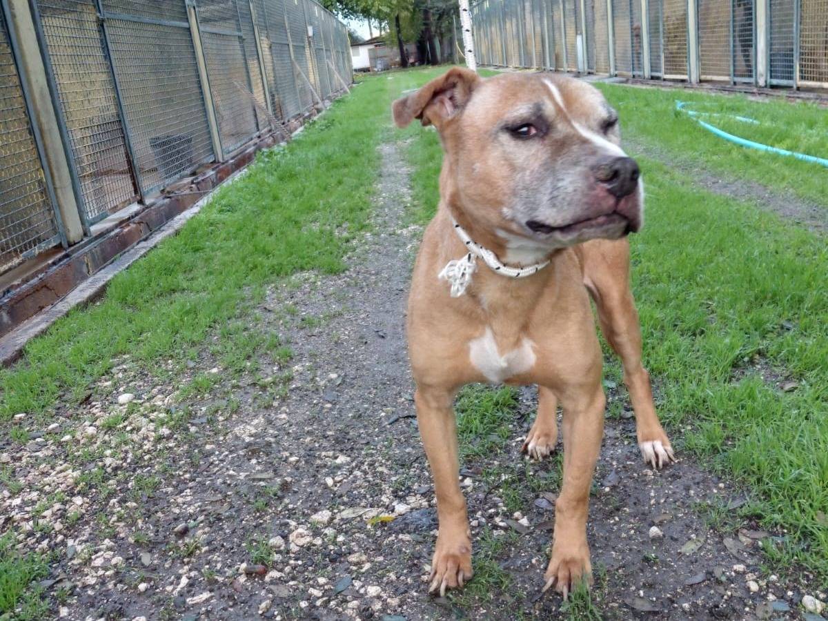 Adozione cane, femmina, Pitbull Razza sconosciuta, 8 anni e 11 mesi, taglia media, Caserta