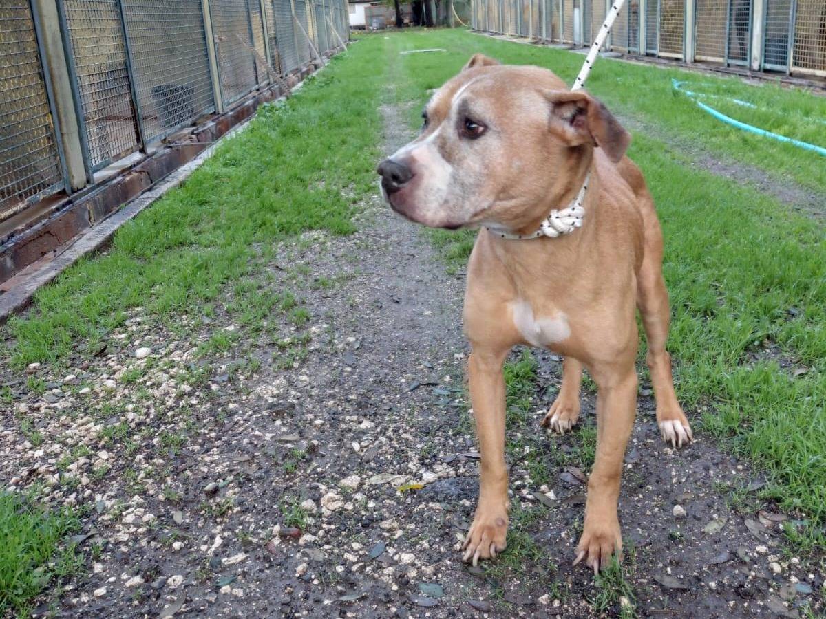 Adotta un cane, taglia media, femmina, Caserta