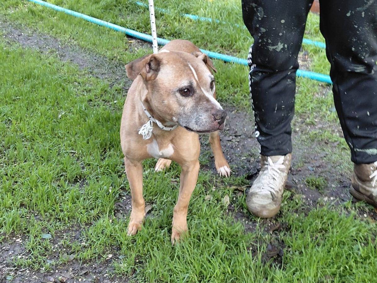Vuoi adottare un cane a Caserta?