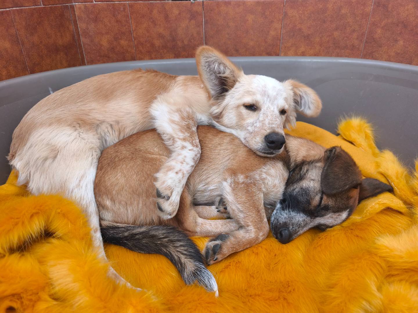 Vuoi adottare un cane a Milano?