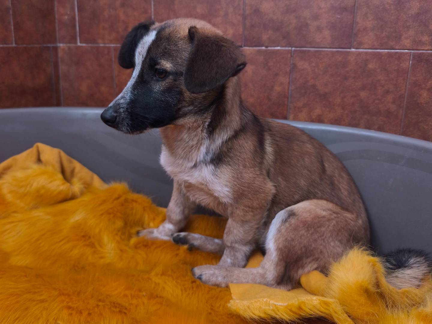 Adotta il cane Lilla a Milano