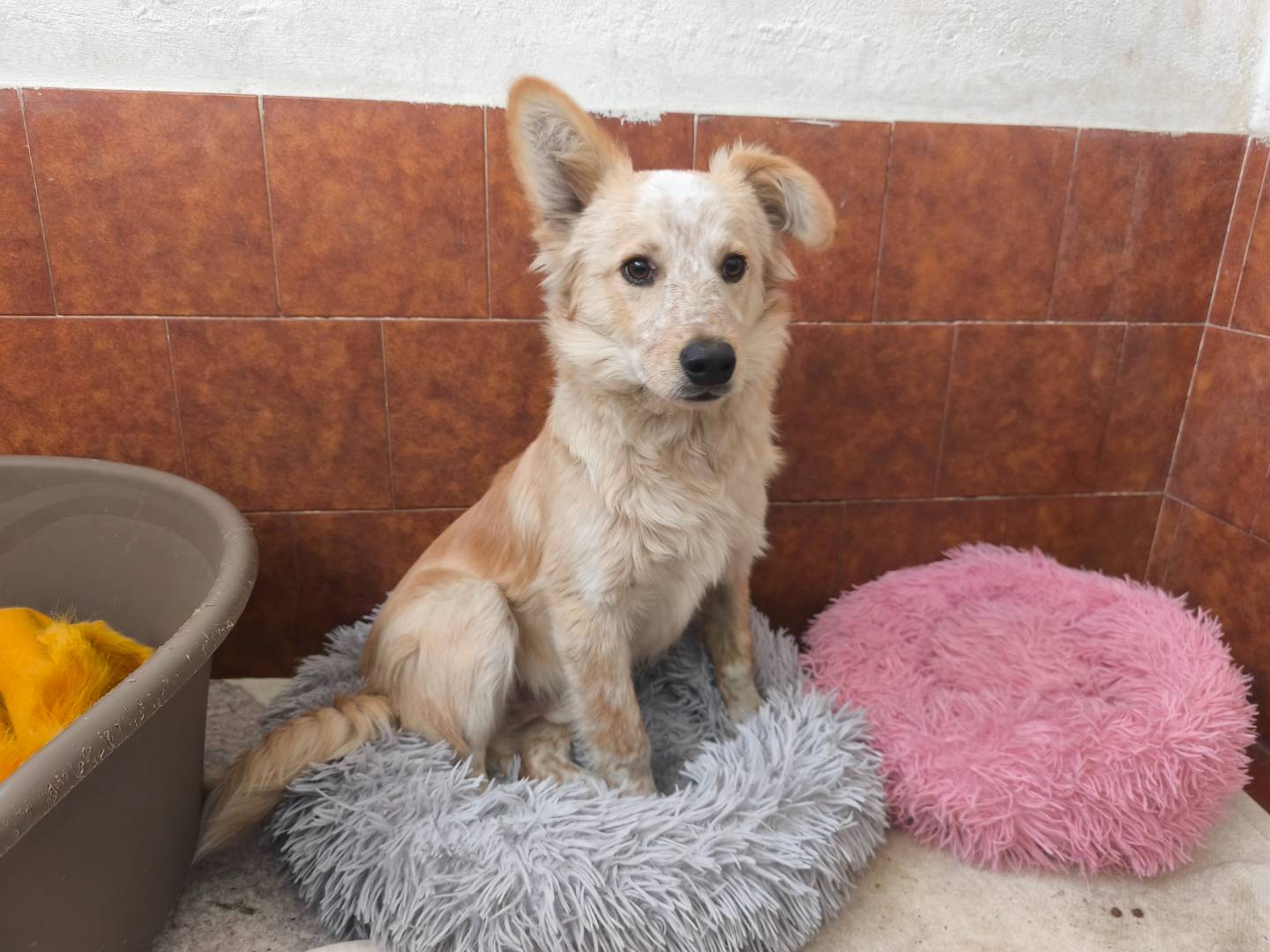 Adozione cane, maschio, Razza sconosciuta Razza sconosciuta, 5 mesi, taglia media contenuta, Milano