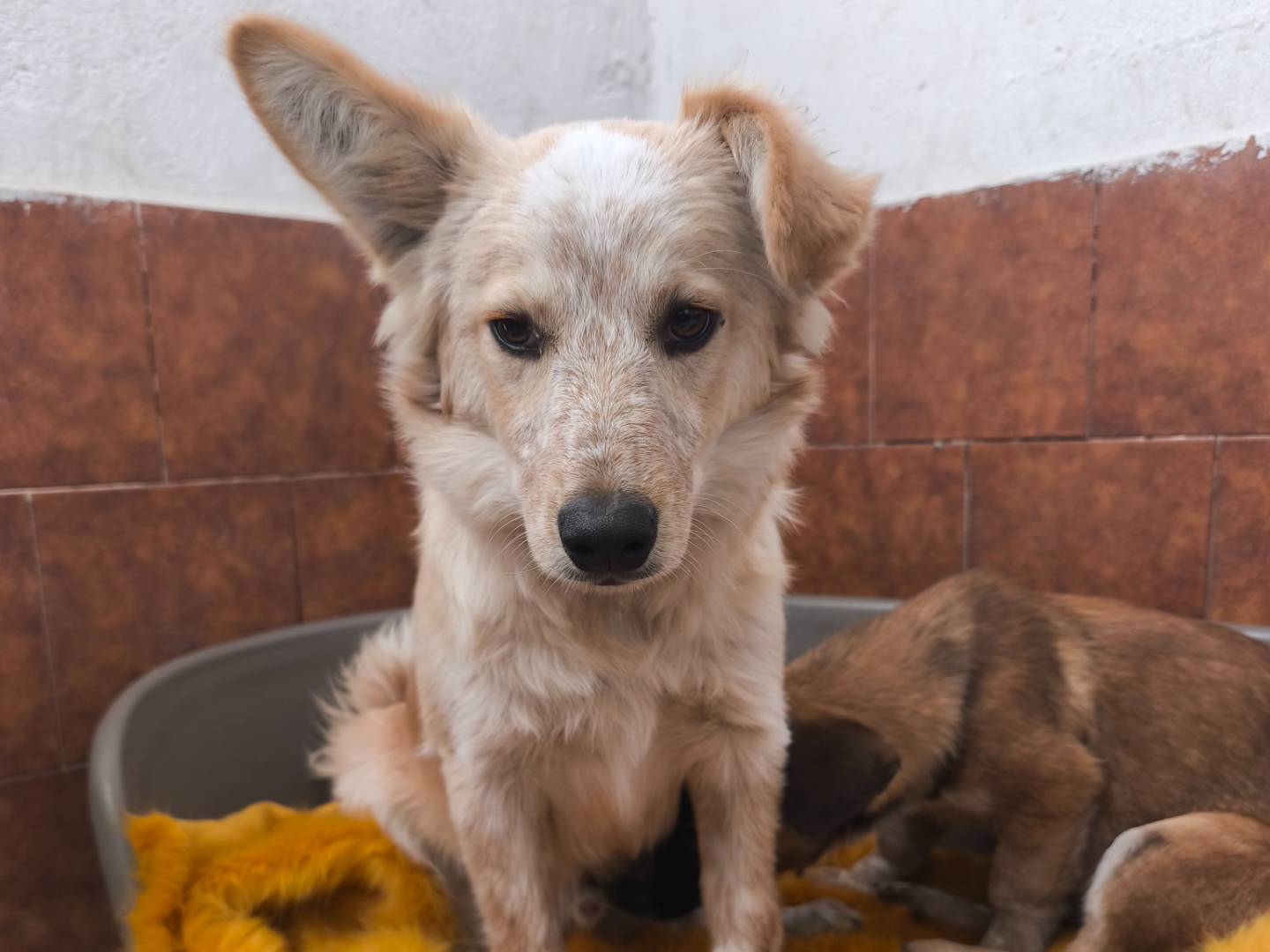 Adotta un cane, taglia media contenuta, maschio, Milano
