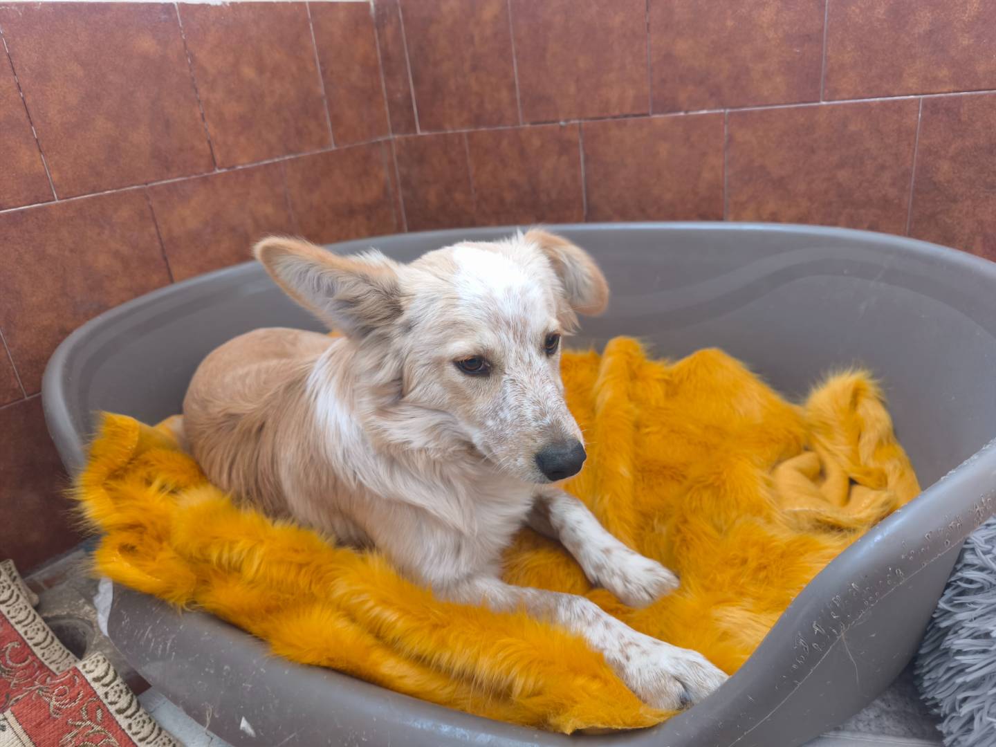 Vuoi adottare un cane a Milano?