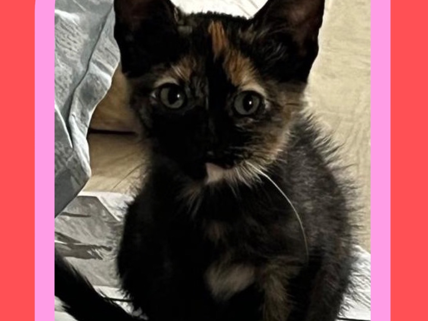 Adozione gatto, femmina, Razza sconosciuta Razza sconosciuta, 1 mesi, taglia non valida, Napoli