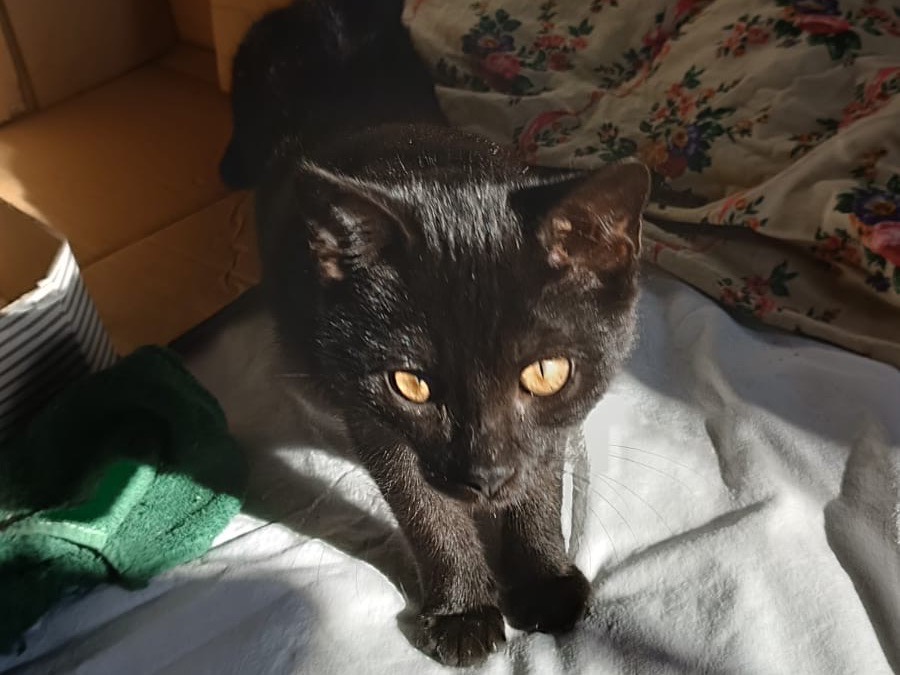 Adozione gatto, femmina, Razza sconosciuta Razza sconosciuta, 3 mesi, taglia non valida, Parma