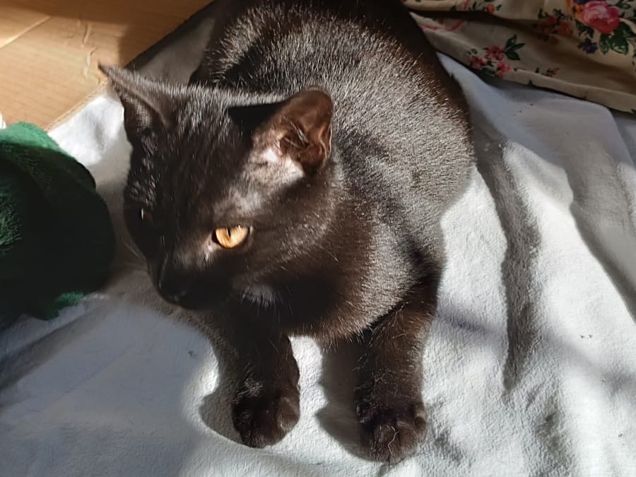 Adotta un gatto, femmina, 3 mesi, Parma