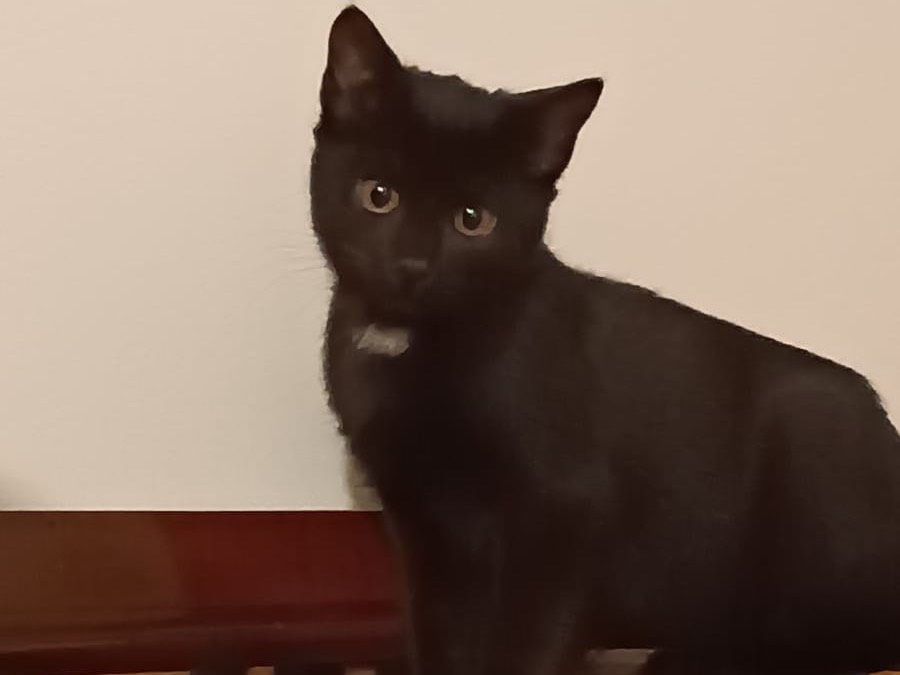 Adotta un gatto, taglia non valida, femmina, Parma