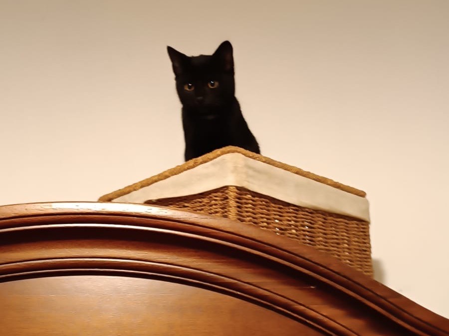 Vuoi adottare un gatto a Parma?