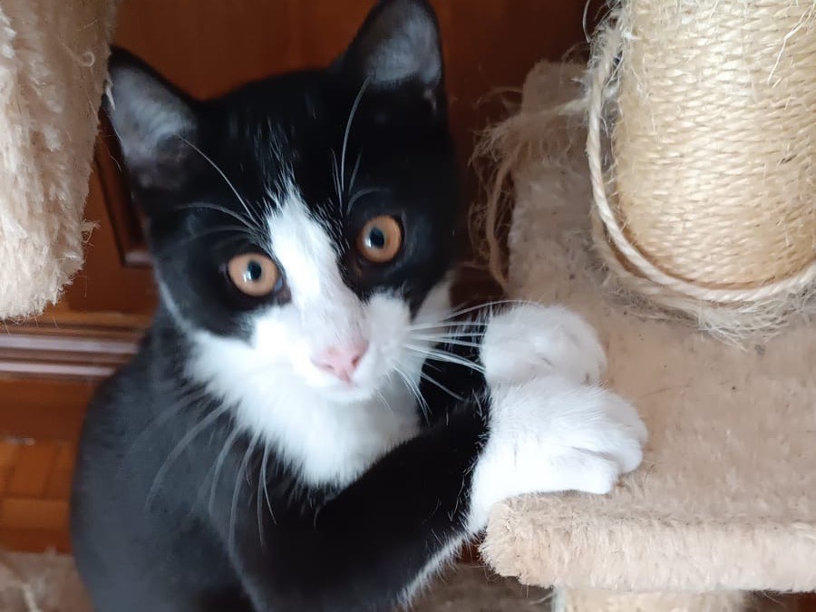 Adozione gatto, maschio, Razza sconosciuta Razza sconosciuta, 3 mesi, taglia non valida, Parma