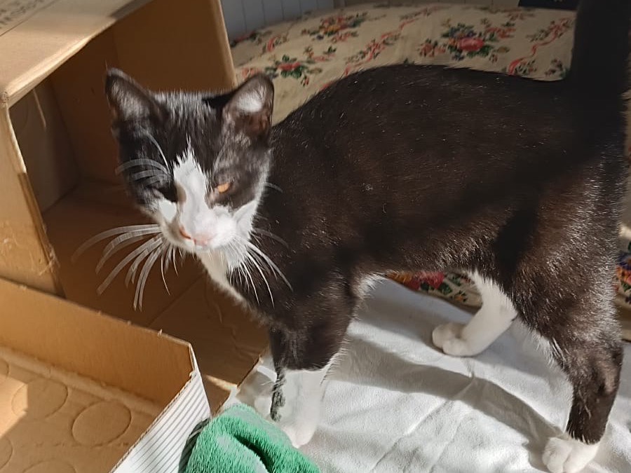 Adotta un gatto, maschio, 3 mesi, Parma