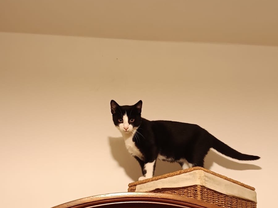 Adotta un gatto, taglia non valida, maschio, Parma