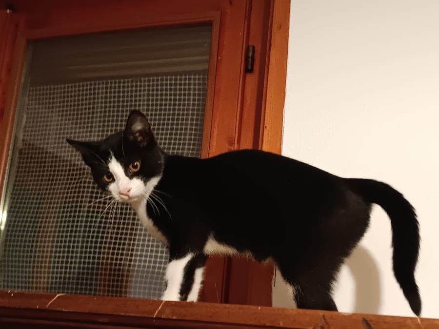 Vuoi adottare un gatto a Parma?