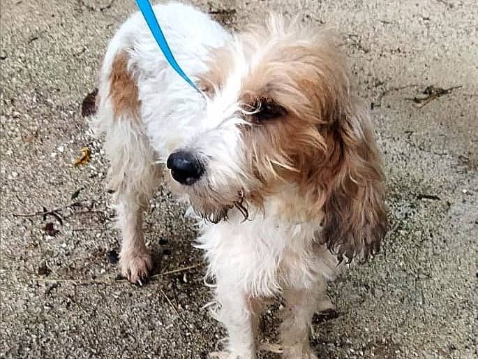 Adozione cane, femmina, Spinone Razza sconosciuta, 1 anno, taglia media, Bologna