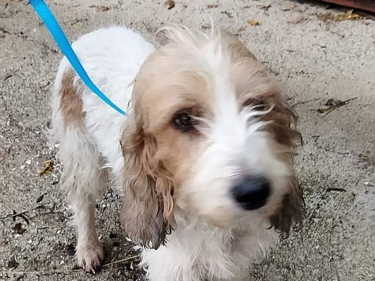 Adotta un cane, femmina, 1 anno, Bologna