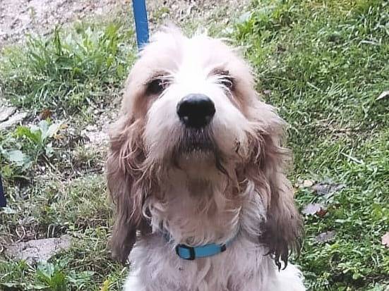 Adotta un cane, taglia media, femmina, Bologna