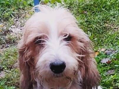 Vuoi adottare un cane a Bologna?