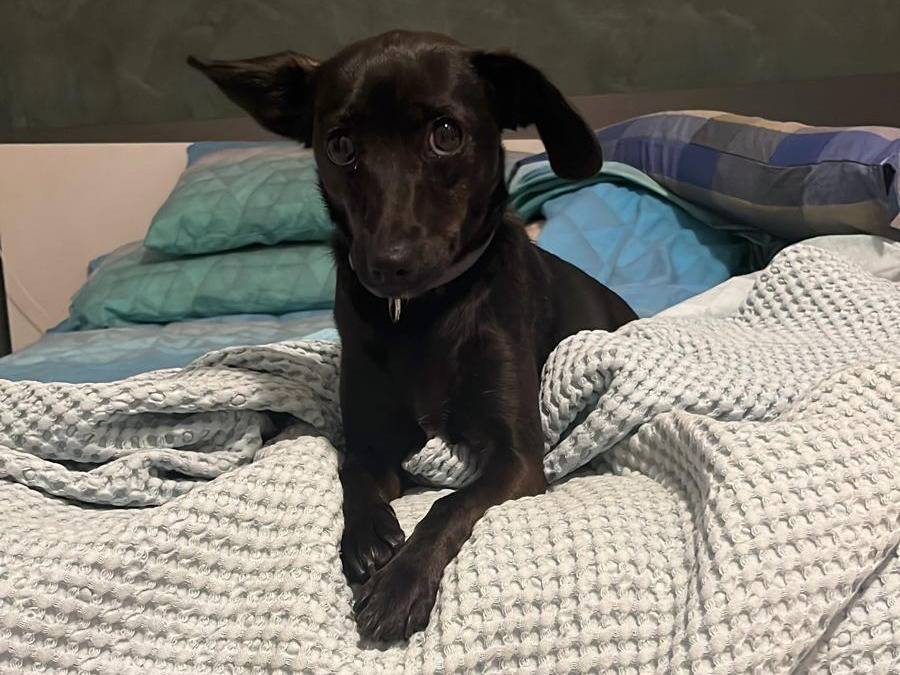 Adozione cane, femmina, Razza sconosciuta Razza sconosciuta, 2 anni e 10 mesi, taglia piccola, Verona